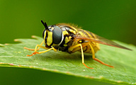 Hoverfly (Female, Chrysotoxum cautum)